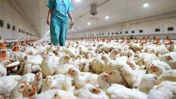 Gripe aviar: establecen nuevas medidas de emergencia sanitaria