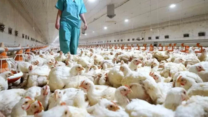 Gripe aviar: establecen nuevas medidas de emergencia sanitaria