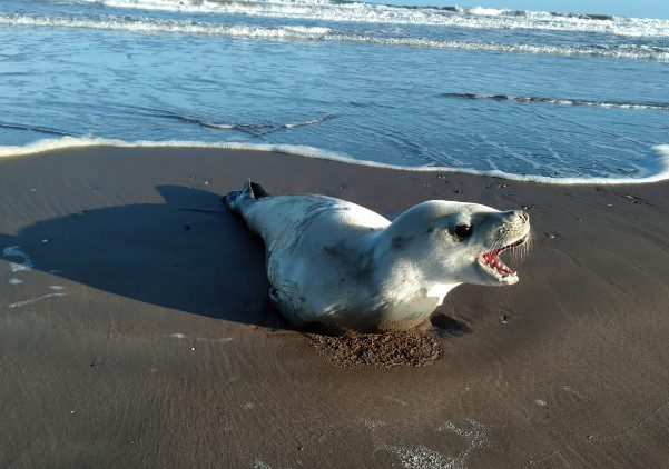 Apareció una Foca Cangrejera en la zona del Karamawi