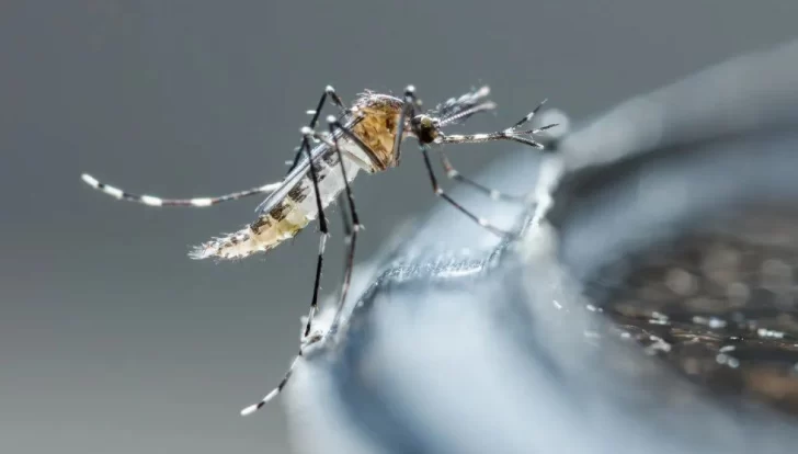 Provincia confirmó 200 casos autóctonos de dengue y 70 de chikungunya