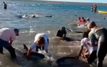 Emocionante rescate de 300 delfines que quedaron varados en Las Grutas