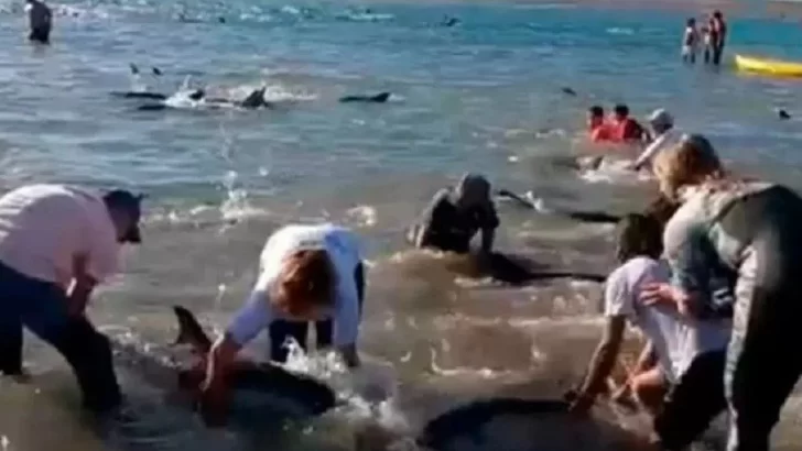 Emocionante rescate de 300 delfines que quedaron varados en Las Grutas