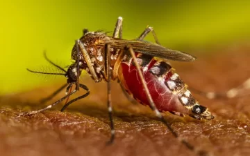 Necochea continúa libre de dengue