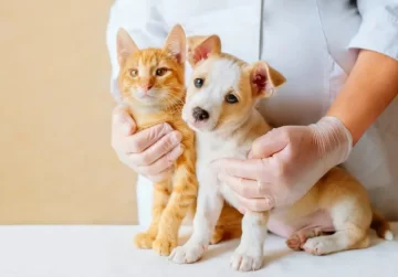 Farmacias podrán vender medicamentos para mascotas recetados por veterinarios