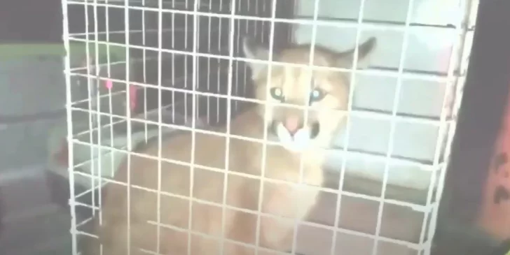 Final feliz para el puma loberense: fue liberado en su hábitat natural
