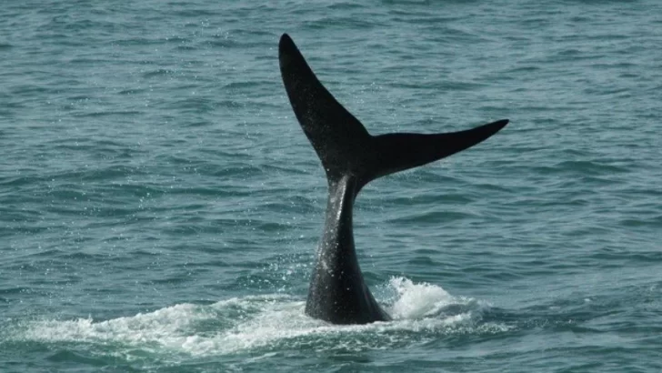 Más temprano de lo habitual: las ballenas empezaron a pasar por Mar del Plata