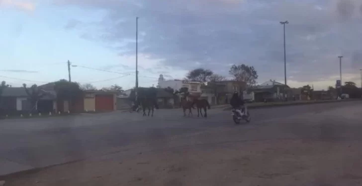 Tres caballos sueltos cruzan la ruta 88 y casi provocan un accidente