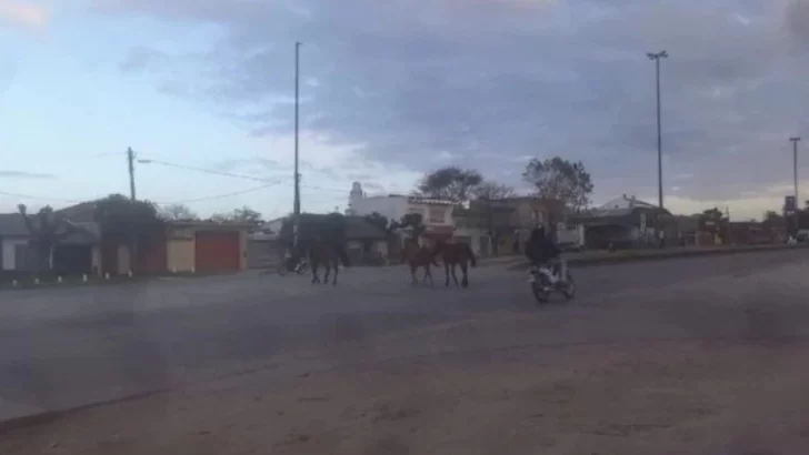 Tres caballos sueltos cruzan la ruta 88 y casi provocan un accidente