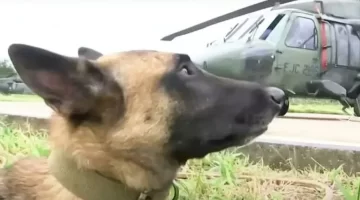 “Ninguno se queda atrás”: el lema del Ejército de Colombia para rescatar a Wilson, el perro que encontró a los cuatro nenes en la selva