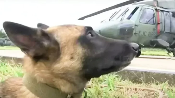 “Ninguno se queda atrás”: el lema del Ejército de Colombia para rescatar a Wilson, el perro que encontró a los cuatro nenes en la selva