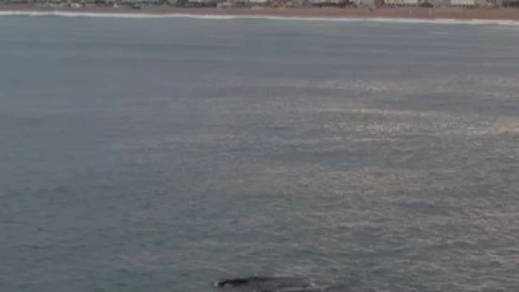 Danza de ballenas en nuestra costa desde un dron y recomendaciones de Prefectura