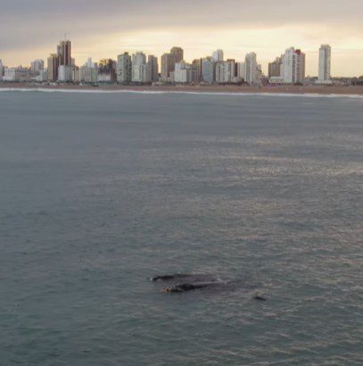 Danza de ballenas en nuestra costa desde un dron y recomendaciones de Prefectura