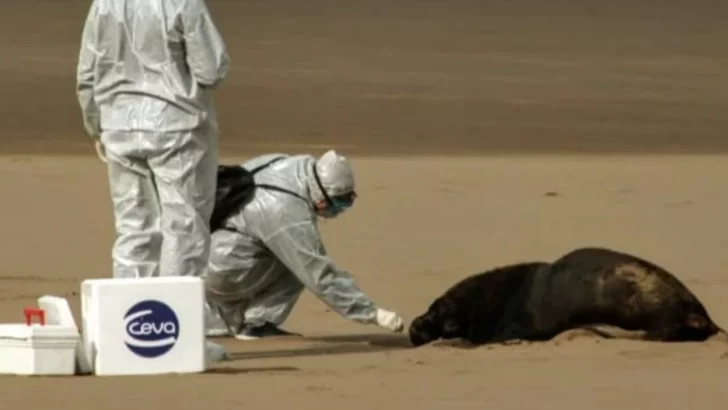 En 48 horas se conocerán los resultados de las muestras tomadas a los lobos marinos muertos
