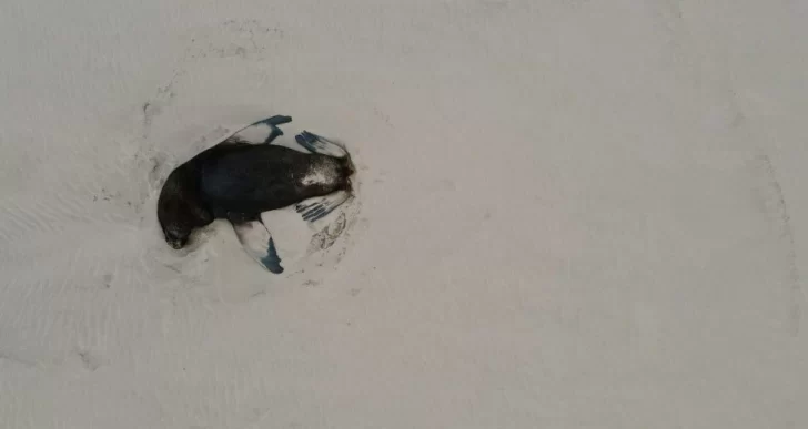 Lobos marinos: no se registraron nuevas muertes, pero algunos están agonizando