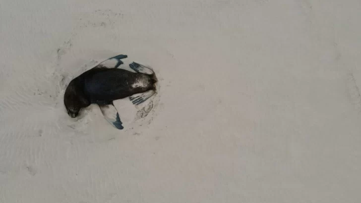 Lobos marinos: no se registraron nuevas muertes, pero algunos están agonizando