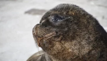 Monitorean la población de Lobos Marinos en Mar del Plata tras el hallazgo de cinco ejemplares muertos