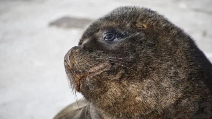 Monitorean la población de Lobos Marinos en Mar del Plata tras el hallazgo de cinco ejemplares muertos