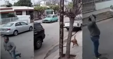 Viral: un perro se subió a una camioneta, la arrancó y chocó contra la pared de una casa