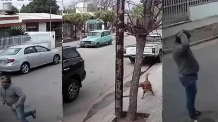 Viral: un perro se subió a una camioneta, la arrancó y chocó contra la pared de una casa