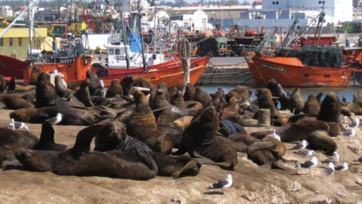 Cerraron la Escollera Sur de Mar del Plata por casos de gripe aviar en lobos marinos