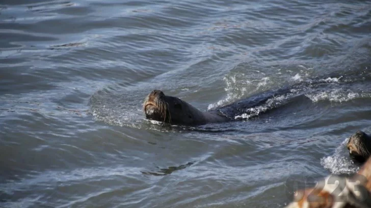 Gripe Aviar: no se registran nuevas muertes de lobos marinos