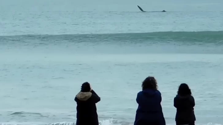 Las ballenas volvieron a dar espectáculo en Quequén