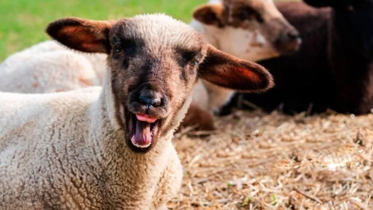 Un rebaño de ovejas comió 300 kilos de marihuana