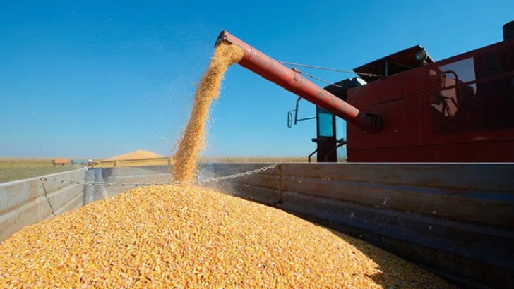 Rechazo de los productores locales a las medidas por la exportación de maíz