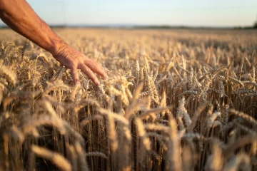 En la Sociedad Rural afirman que el mercado del trigo “está paralizado”
