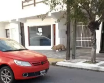 Cosas de cuarentena: apareció un carpincho caminando por las calles de Necochea