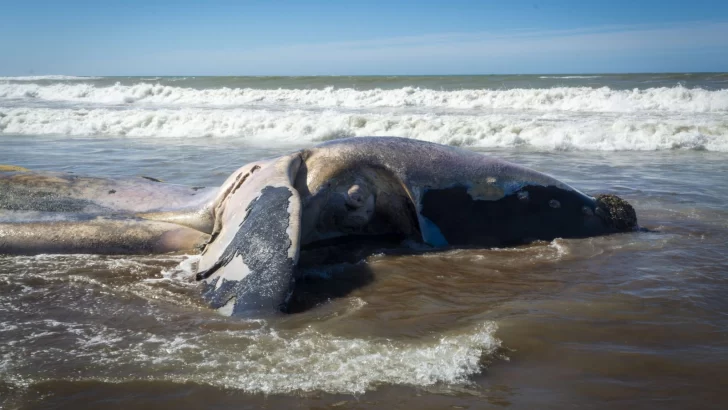 Preocupación por la aparicion en la costa de fauna marina muerta