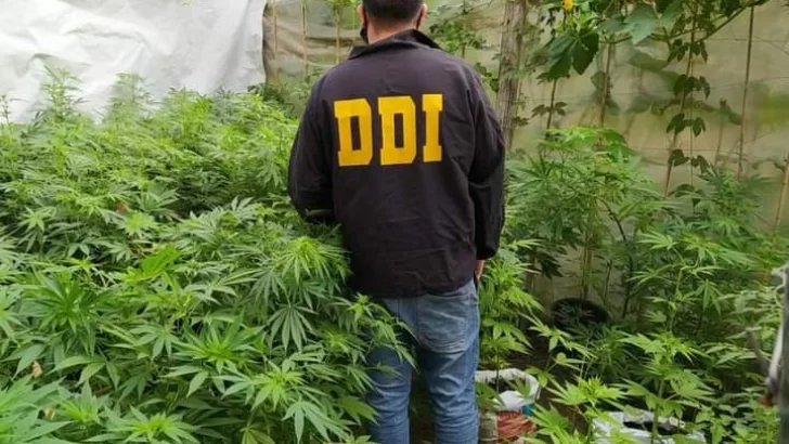 Investigaban un robo y encontraron una plantación de marihuana