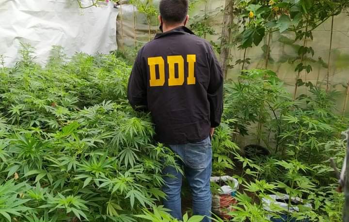 Investigaban un robo y encontraron una plantación de marihuana