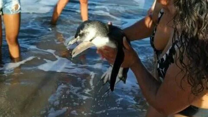 Muere un pingüino que fue ingresado al mar por la fuerza