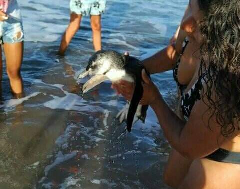 Muere un pingüino que fue ingresado al mar por la fuerza