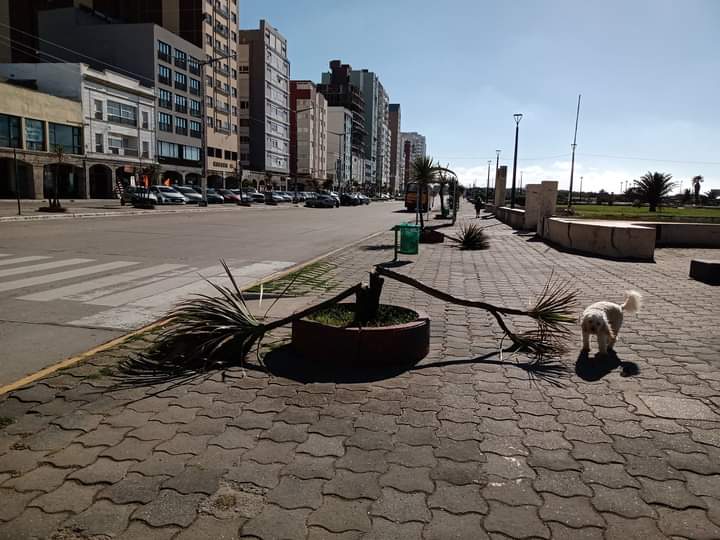 Rompieron las palmeras de la avenida 2