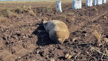 Rescataron una foca que apareció en un campo de papas de Lobería