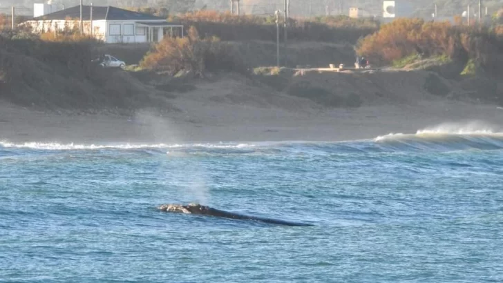 Ballenas en la costa quequenense