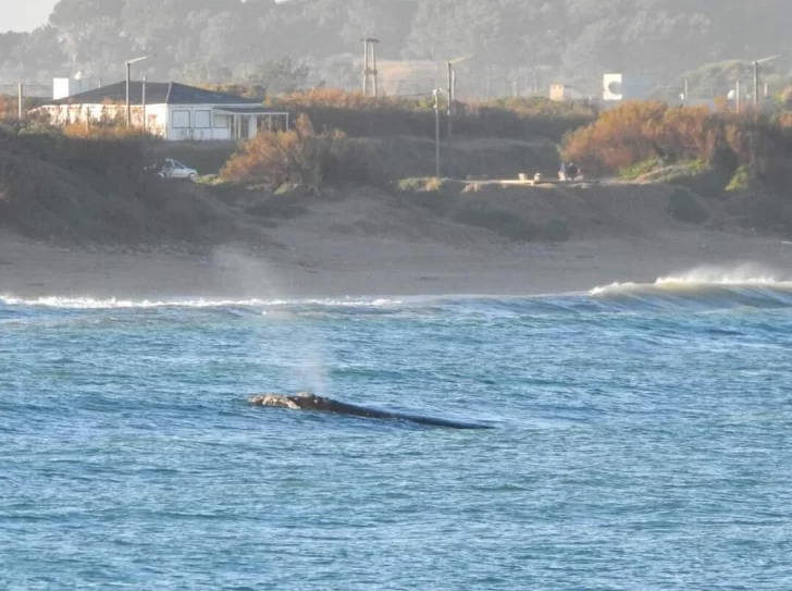 Ballenas en la costa quequenense