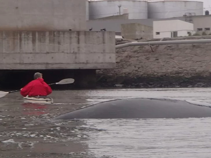 Las ballenas siguen dando su espectáculo en la costa de la ciudad