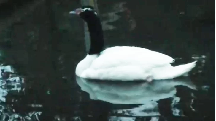 Después de más de 20 años el lago vuelve a tener un cisne de cuello negro