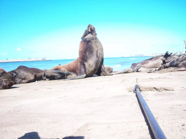 Rescataron un lobo marino en Puerto Quequén