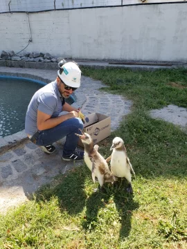 Rescate de un pingüino en Puerto Quequén