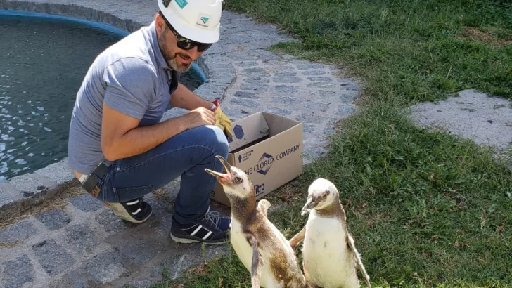 Rescate de un pingüino en Puerto Quequén