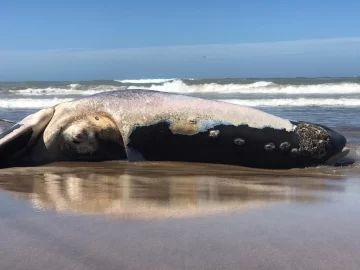 Apareció una ballena muerta en la zona de “el caño”