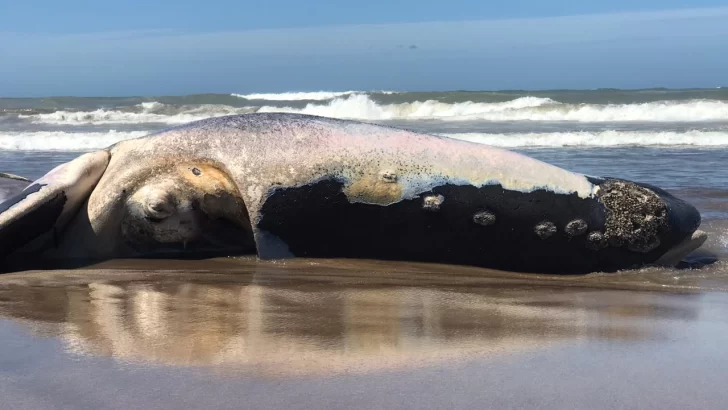 Apareció una ballena muerta en la zona de “el caño”