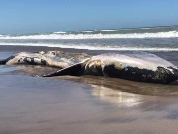 Encontraron otras dos ballenas muertas en la región e investigan las razones