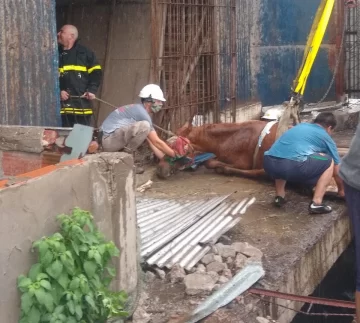 Rescataron un caballo que cayó en un silo abandonado de Quequén