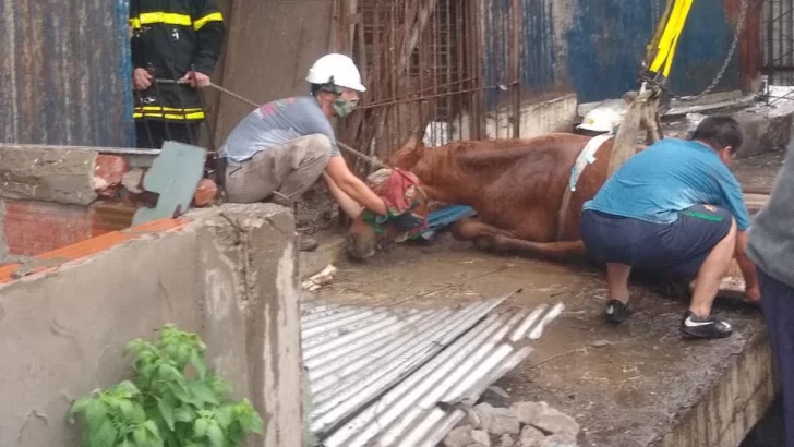 Rescataron un caballo que cayó en un silo abandonado de Quequén