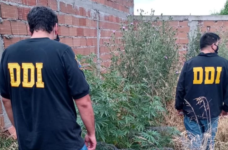 Allanan vivienda por amenazas y daño, encuentran plantas de marihuana